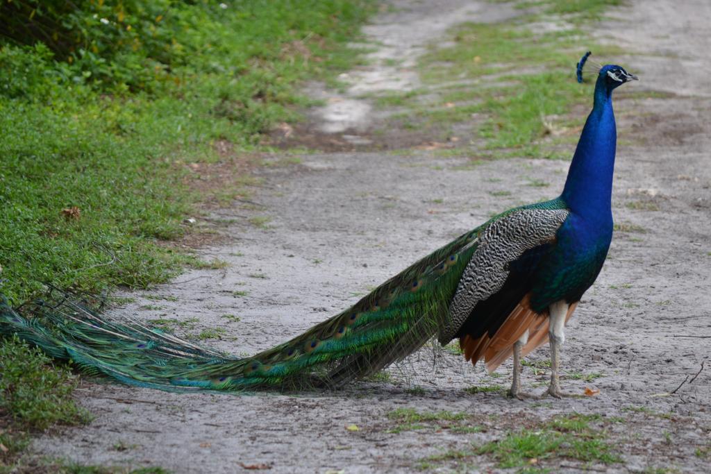 Sigiriya Peacock Homestay Εξωτερικό φωτογραφία